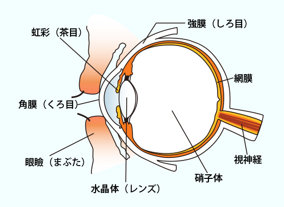 眼の病気と治療